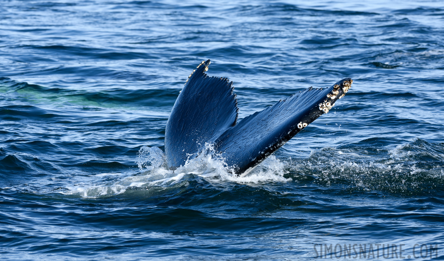 Megaptera novaeangliae [200 mm, 1/640 sec at f / 9.0, ISO 400]